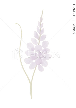 薄紫色の葛の花 水彩イラスト PNG 透過背景 131249231