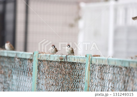 柵にとまっているスズメ 131249315