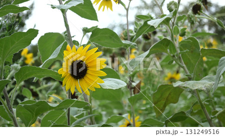 ひまわり畑 131249516