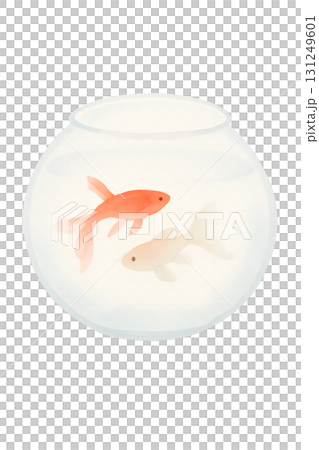 赤と白の金魚が泳ぐ透明な金魚鉢 水彩イラスト PNG 透過背景 131249601