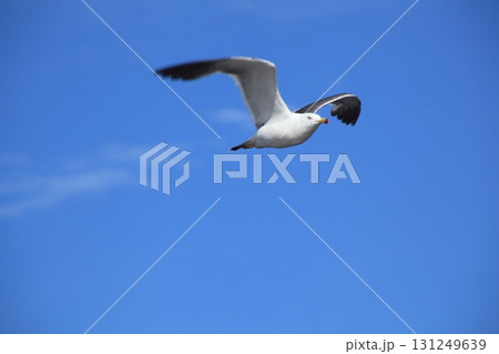 青空を飛ぶカモメ 131249639