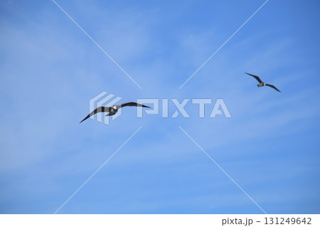 空を飛ぶカモメ 空を飛ぶカモメ 131249642