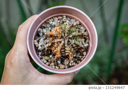 Gymnocalycium cactus having dehydrated problem. Some cacti, especially those with ribbed stems, may show signs of shrinking or wrinkling when they need water. 131249647