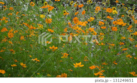キバナコスモスの花畑 キバナコスモスの花畑 131249651