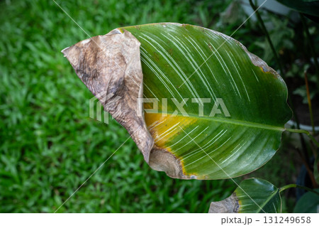 Close up of plant leaf blight from overwatering. Excess moisture and poor soil aeration from overwatering create a favorable environment for fungal and bacterial pathogens that cause leaf blight. 131249658