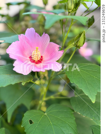 庭に咲くピンクの芙蓉(フヨウ)の花 庭に咲くピンクの芙蓉(フヨウ)の花 131249659