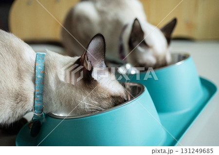 Close up of hungry Siamese cats while eating food in a bowl. House cats evolved from hunters who ate high amounts of protein and some fat and carbohydrates. 131249685