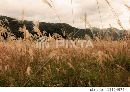 夕日に照らされるススキ 131249754