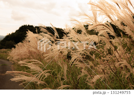 夕日に照らされるススキ 夕日に照らされるススキ 131249755