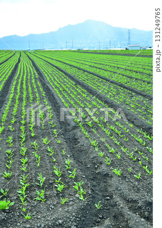 尾瀬の山並が見えるコンニャク畑　高原野菜　赤城高原　昭和村 131249765