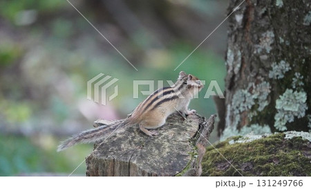 切り株とシマリス 切り株とシマリス 131249766