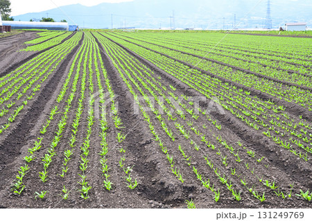 綺麗に整列された赤城高原野菜畑 昭和村 綺麗に整列された赤城高原野菜畑 昭和村 131249769