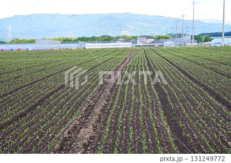 綺麗に整列された赤城高原野菜畑　昭和村 131249772