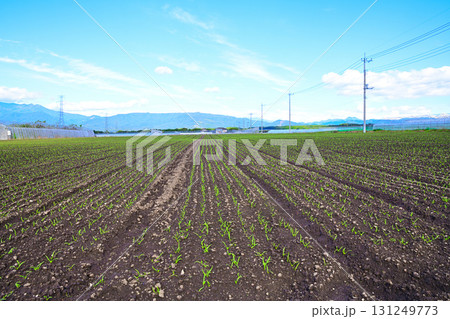 綺麗に整列された赤城高原野菜畑 昭和村 綺麗に整列された赤城高原野菜畑 昭和村 131249773