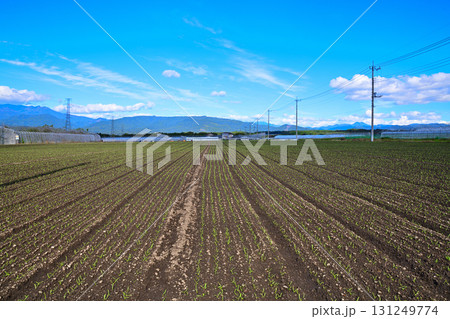 綺麗に整列された赤城高原野菜畑　昭和村 131249774