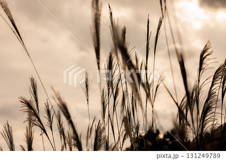 秋風にそよぐ夕暮れのススキ 131249789
