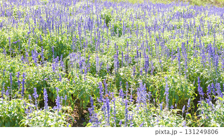 清々しいサルビアの花畑 やくらいガーデン 宮城県 清々しいサルビアの花畑 やくらいガーデン 宮城県 131249806