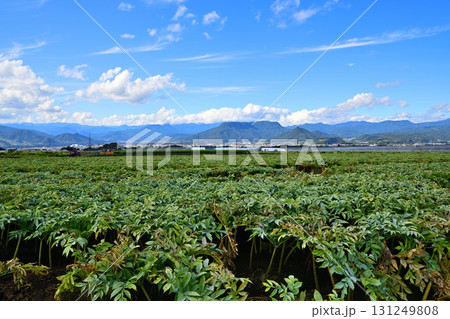 上越方面の山並が見えるコンニャク畑　高原野菜　赤城高原　昭和村 131249808