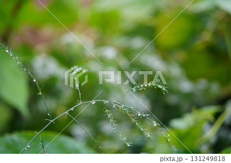朝露にきらめくアスパラの葉 131249818