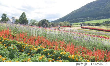 清々しい花畑 やくらいガーデン快晴の日 宮城県 清々しい花畑 やくらいガーデン快晴の日 宮城県 131250202
