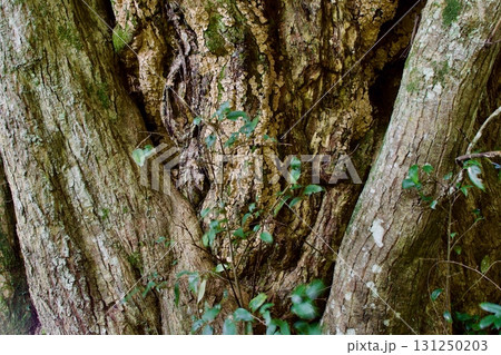 椎の木の大木の木肌 椎の木の大木の木肌 131250203