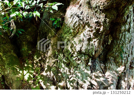 椎の木の大木の木肌 椎の木の大木の木肌 131250212