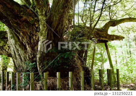 椎の木の大木の木肌 椎の木の大木の木肌 131250221