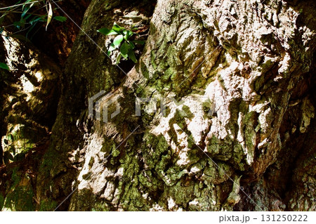 椎の木の大木の木肌 131250222