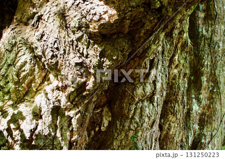 椎の木の大木の木肌 椎の木の大木の木肌 131250223