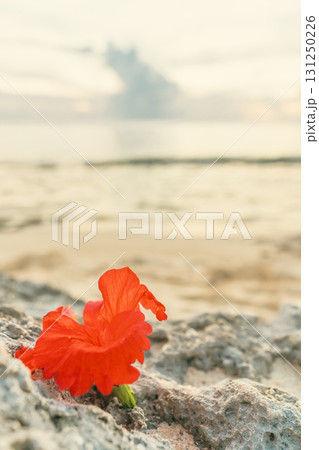 リラックスできるビーチにそっと置かれたハイビスカス 131250226