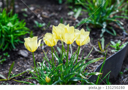 Tulip Yellow Purissima flowers blooming in a garden bed during spring. Elegant soft yellow petals with green foliage creating a vibrant seasonal display. 131250280