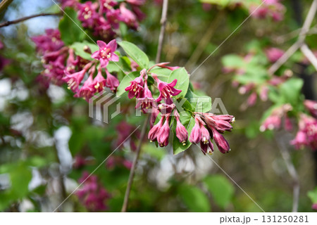 Close up of blooming Weigela florida flowers with bright pink petals and fresh green foliage in a sunny spring garden under a clear blue sky Close up of blooming Weigela florida flowers with bright pink petals and fresh green foliage in a sunny spring garden under a clear blue sky 131250281