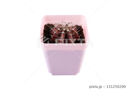 Gymnocalycium mihanovichii cactus with deep burgundy ribs and short spines in a pastel pink pot on a bright white background, ideal for modern indoor decor. 131250290