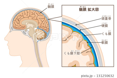髄膜のイラスト Meninges illustration 髄膜のイラスト Meninges illustration 131250632