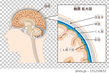 腦膜插圖 131250632