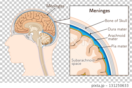 Meninges illustration 131250633