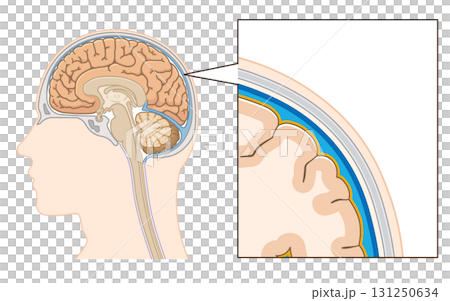 Meninges illustration 131250634