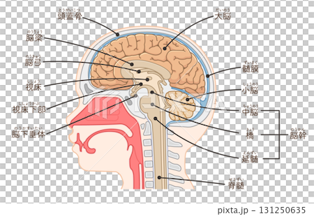 Illustration of brain, cerebrum, spinal cord, brainstem, cerebellum 131250635