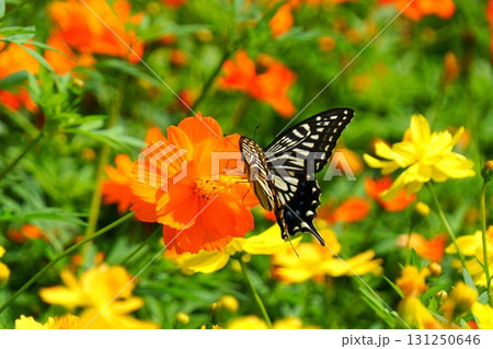コスモスの蜜を吸うアゲハチョウ コスモスの蜜を吸うアゲハチョウ 131250646
