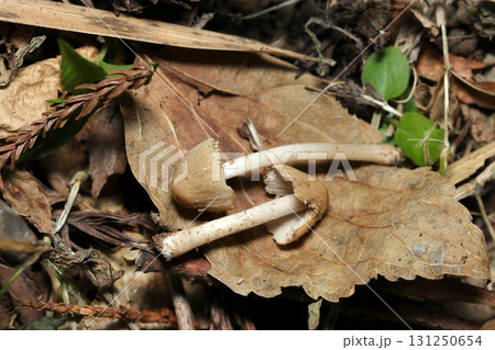 落葉の上にベージュ色のカサと白い柄のイタチタケキノコ幼菌(アウトドア菌&キノコ類マクロ撮影) 落葉の上にベージュ色のカサと白い柄のイタチタケキノコ幼菌(アウトドア菌&キノコ類マクロ撮影) 131250654