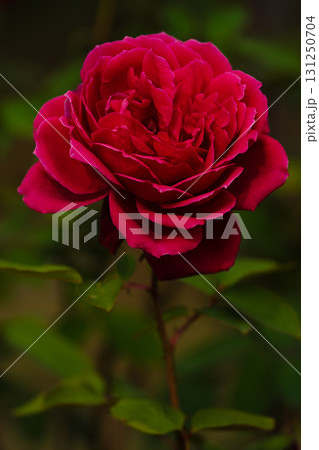 赤い薔薇の花びらと陰影 赤い薔薇の花びらと陰影 131250704