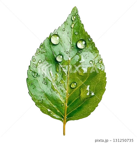 Fresh Green Leaf with Water Droplets on White Background for Nature Photography 131250735