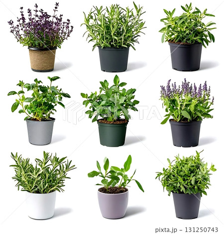 Fresh Collection of Various Potted Herbs for Culinary and Decorative Use in Modern Style 131250743