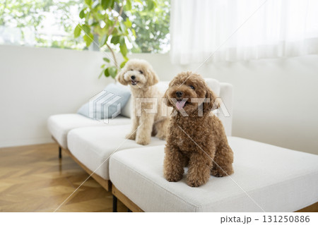 ソファに座る2匹の小型犬 131250886