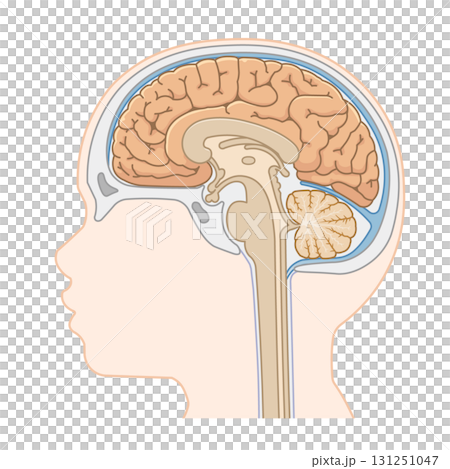 Illustration of brain, cerebrum, spinal cord, brainstem, cerebellum 131251047