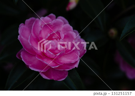 柔らかな光に咲くピンクの花 柔らかな光に咲くピンクの花 131251157