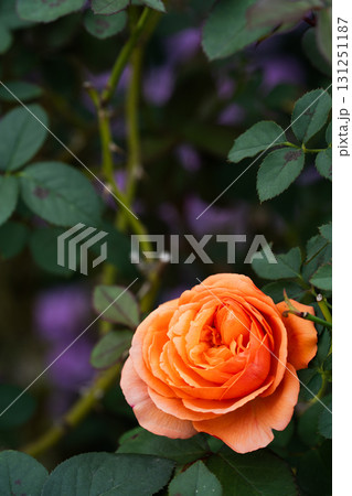 葉陰に咲くオレンジの薔薇 葉陰に咲くオレンジの薔薇 131251187