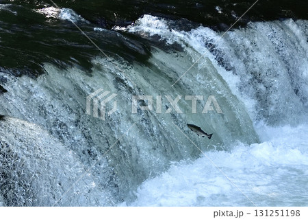 5月のさくらの滝サクラマス遡上 131251198