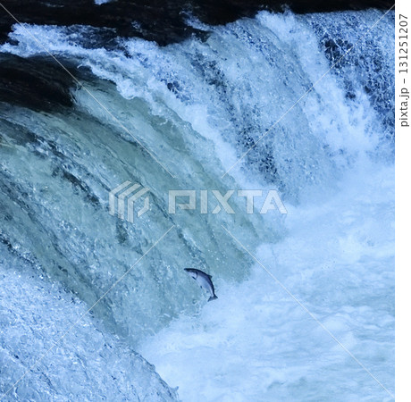 5月のさくらの滝サクラマス遡上 131251207