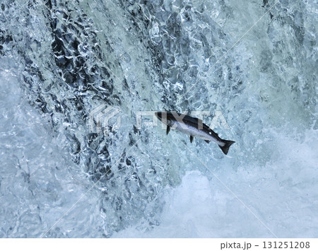 5月のさくらの滝サクラマス遡上 131251208